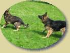 Lady und Lukas-warten auf den Ball * 448 x 336 * (62KB)